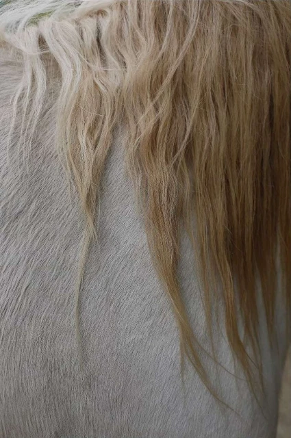 Close-up of a horse's neck and blonde mane showing texture and color variation in natural light. The mane is long and flowing.