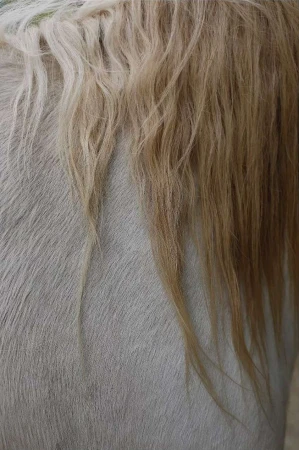 Close-up of a horse's neck and blonde mane showing texture and color variation in natural light. The mane is long and flowing.