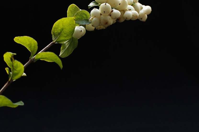 White snowberries on a branch with green leaves are isolated against a stark black background, creating a simple, yet striking still life.