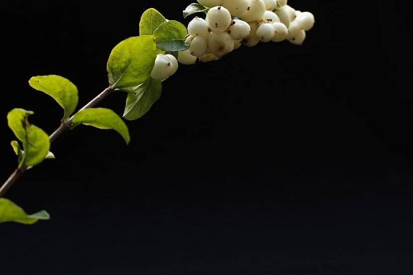 White snowberries on a branch with green leaves are isolated against a stark black background, creating a simple, yet striking still life.