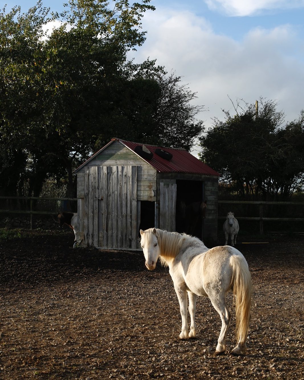 A white horse stands in a dirt enclosure with a small wooden building, trees, and a second horse visible in the background.