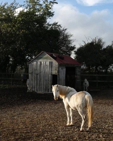 A white horse stands in a dirt enclosure with a small wooden building, trees, and a second horse visible in the background.