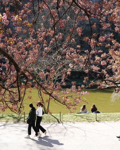 Two people walking near a pond with cherry blossoms, enjoying a sunny day in a park-like setting. The scene is peaceful and natural.