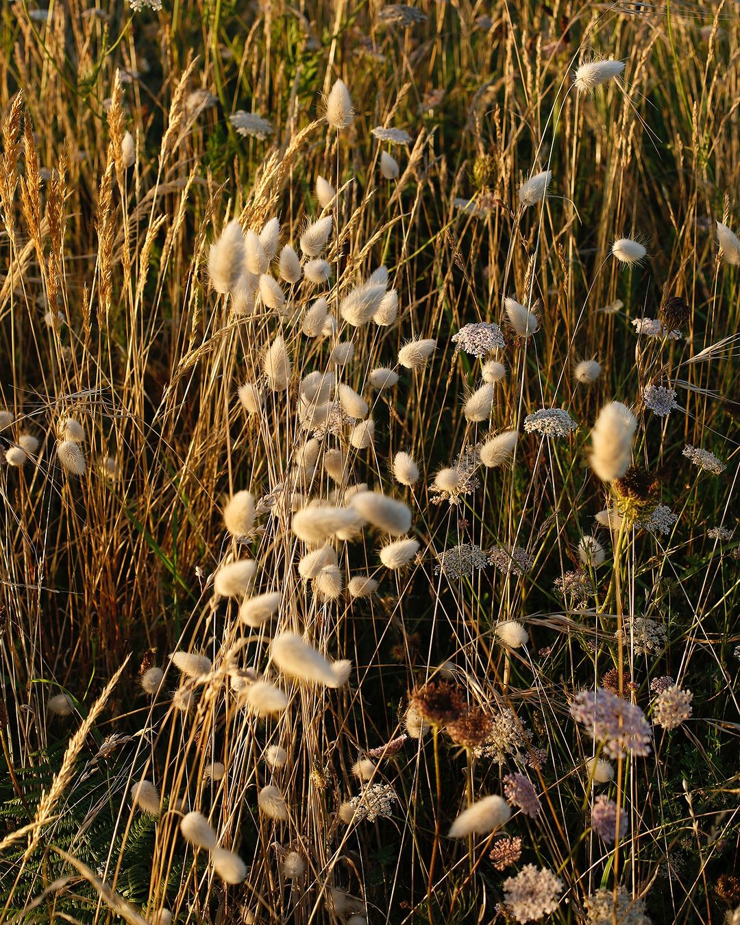 Close-up of a field of tall golden grasses and Queen Anne's lace, with soft, rounded bunnytail grass in natural sunlight.