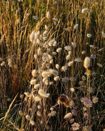 Close-up of a field of tall golden grasses and Queen Anne's lace, with soft, rounded bunnytail grass in natural sunlight.