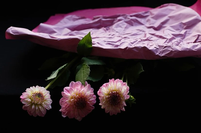 Three pink dahlias rest on a black surface, accented by a soft pink tissue paper backdrop and stems with green leaves in a dark setting.