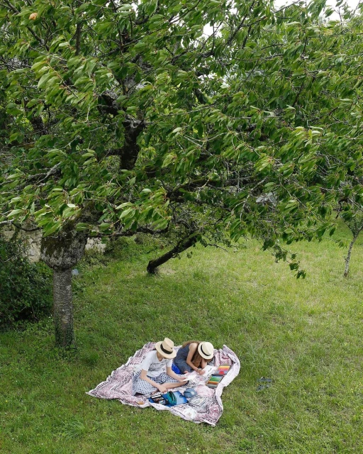 Two adult females relax on a patterned blanket in a grassy orchard setting, reading books under the shade of a large leafy tree on a sunny day.