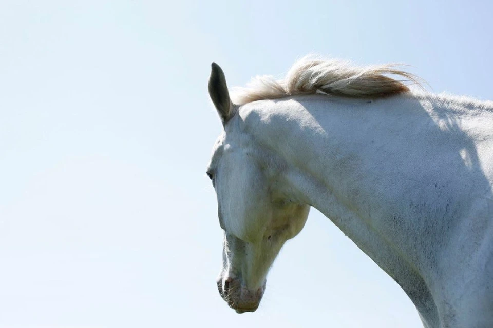 Close-up of a white horse's head against a clear, pale blue sky, showing the horse's mane, ear, and neck.