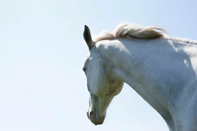 Close-up of a white horse's head against a clear, pale blue sky, showing the horse's mane, ear, and neck.