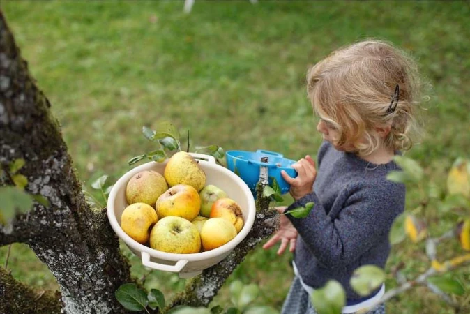 Young girl picks apples from a tree, using a blue apple picker, with a white bowl filled with fruit on a tree branch.