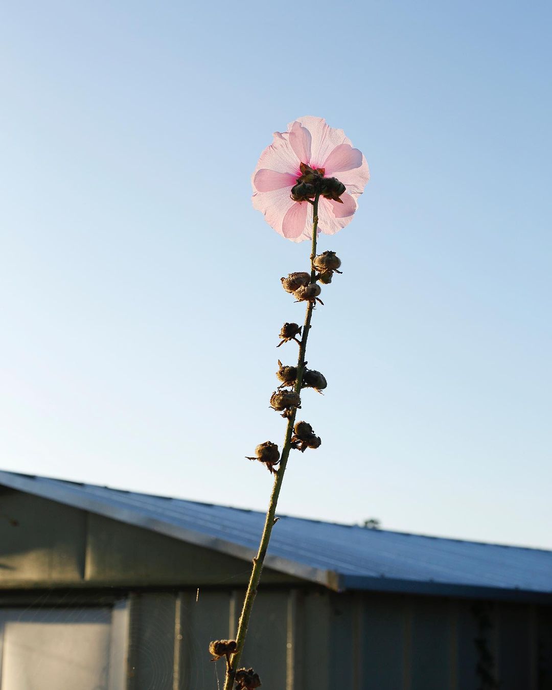 Delicate pink flower blooms at the top of a thin stem against a clear blue sky, with a partial view of a building in the background.
