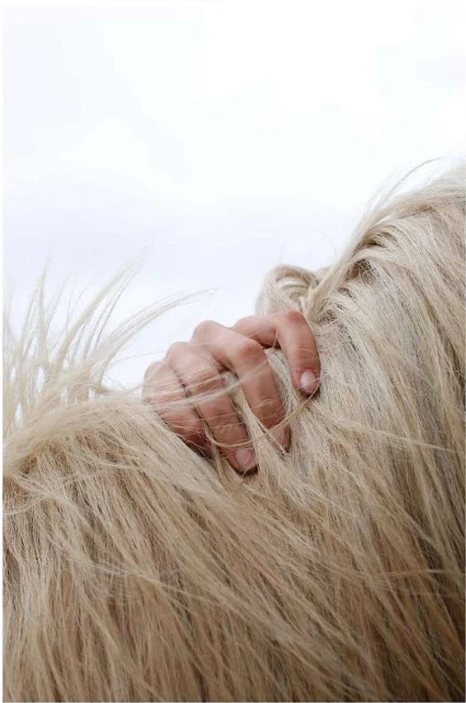 Close-up shot of a hand gently grasping strands of long, silky, light-colored horsehair against a blurred, light grey background.