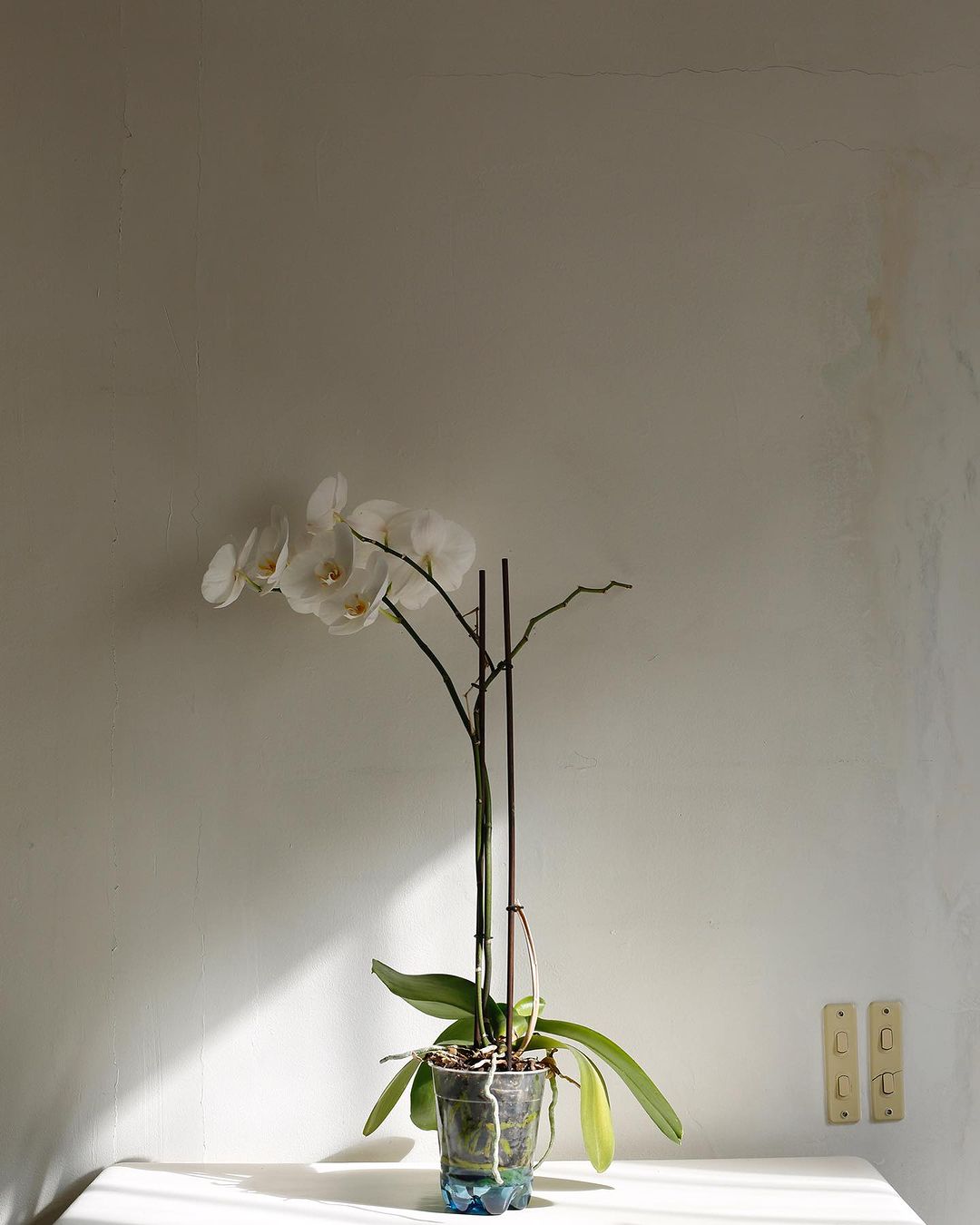 Orchid plant in a recycled plastic container sits on a table against a white wall with light switches, lit by sunlight.