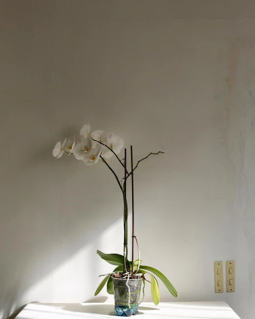 Orchid plant in a recycled plastic container sits on a table against a white wall with light switches, lit by sunlight.