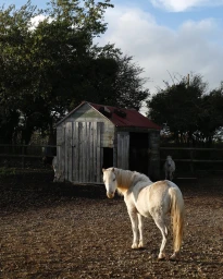 A white horse standing in an enclosure looking back toward the camera with a small wooden shed and trees in the background.