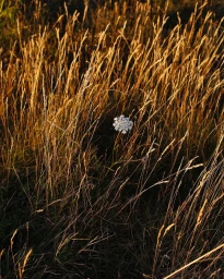 Single white wildflower nestled amongst tall golden grass and dry meadow vegetation under warm sunlight