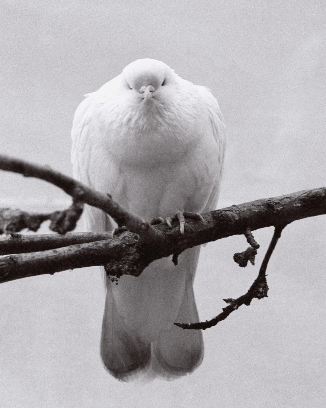 Monochrome photo of a white dove perched on a branch, its feathers smooth, eyes closed, set against a soft, neutral background.