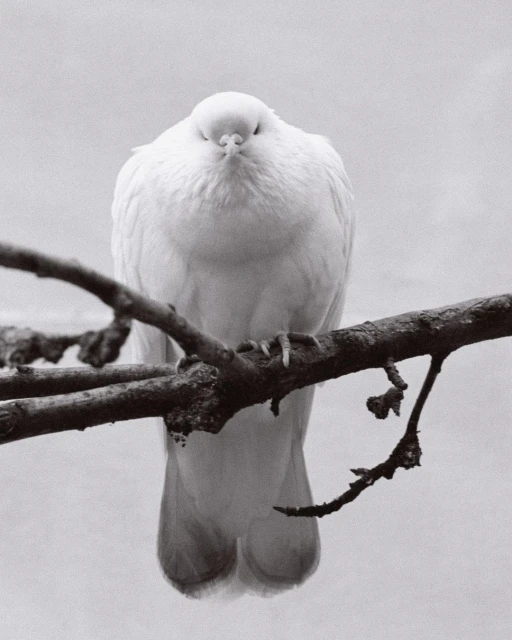 Monochrome photo of a white dove perched on a branch, its feathers smooth, eyes closed, set against a soft, neutral background.