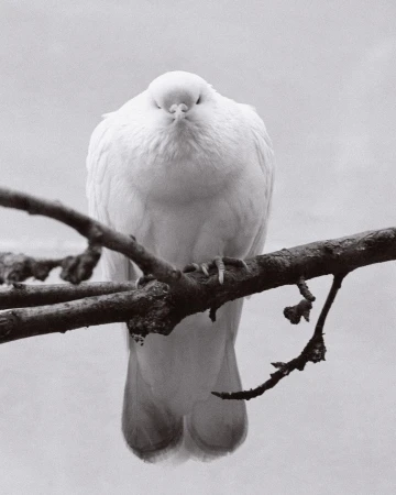 Monochrome photo of a white dove perched on a branch, its feathers smooth, eyes closed, set against a soft, neutral background.
