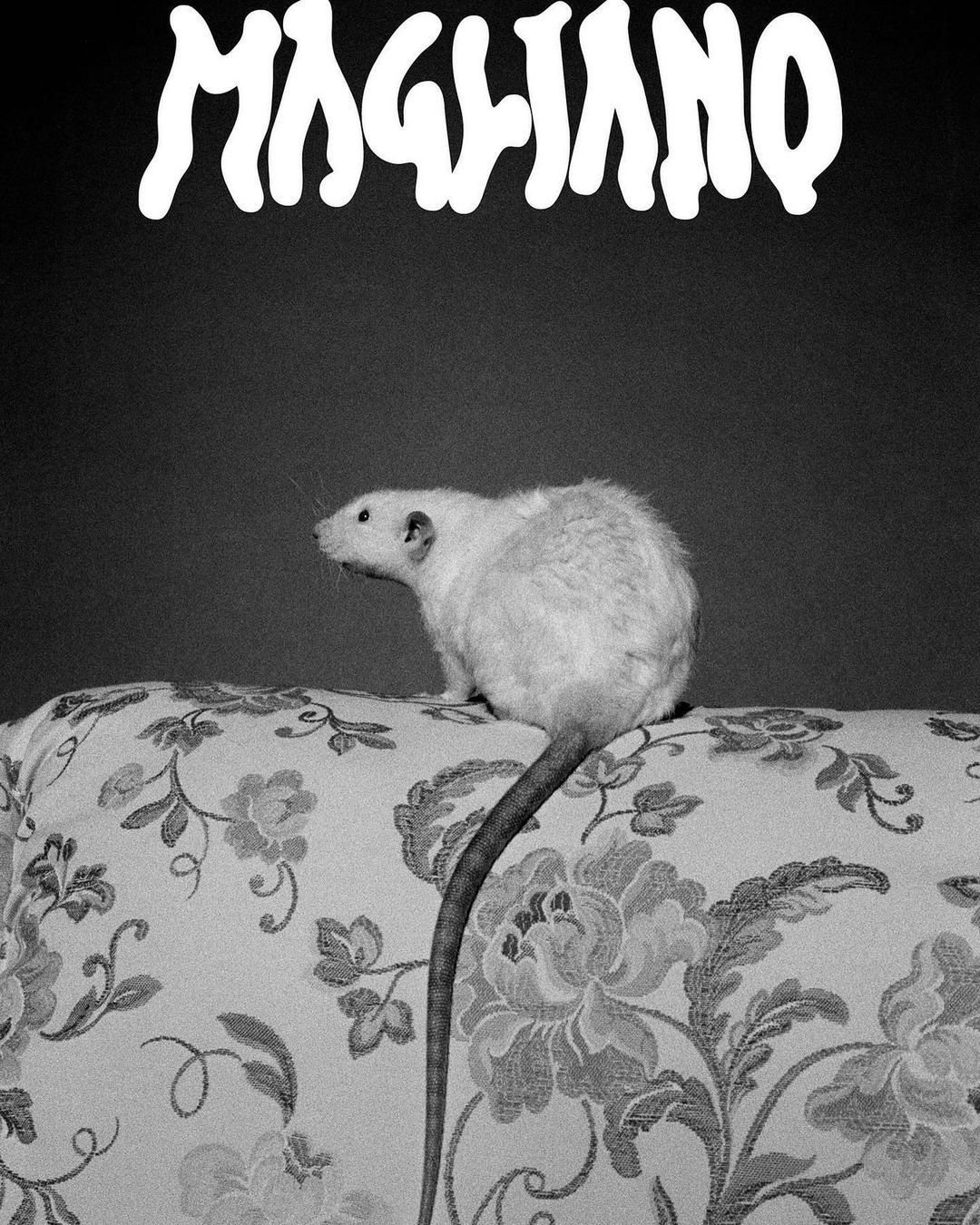 Monochrome image of a white rat perched on a floral cushion against a dark backdrop, with 'MAGLIANO' text above.