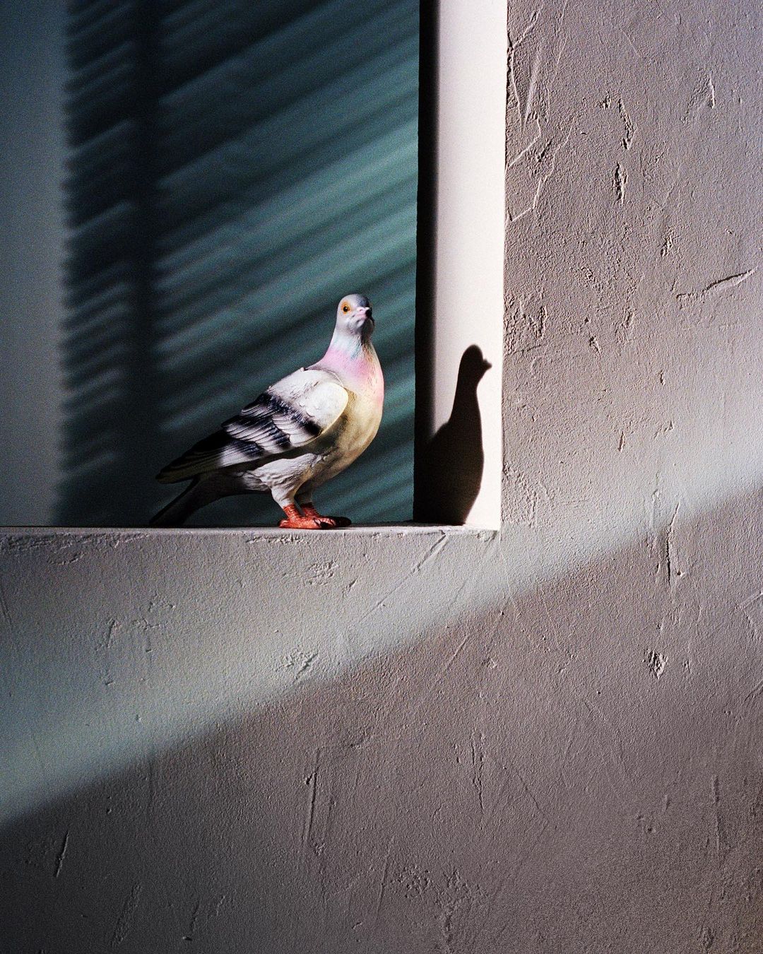 Pigeon perched on a concrete ledge near a window with natural light and shadows creating a unique architectural scene.