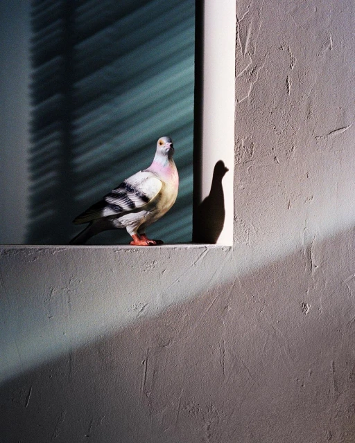 Pigeon perched on a concrete ledge near a window with natural light and shadows creating a unique architectural scene.