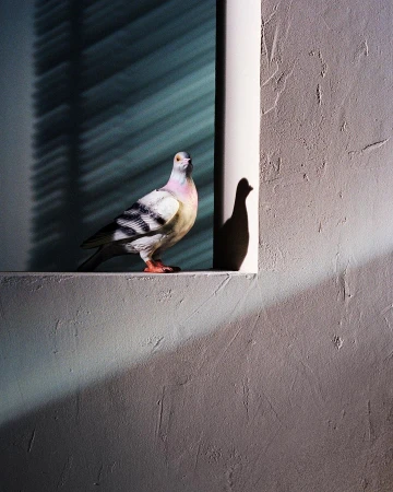 Pigeon perched on a concrete ledge near a window with natural light and shadows creating a unique architectural scene.