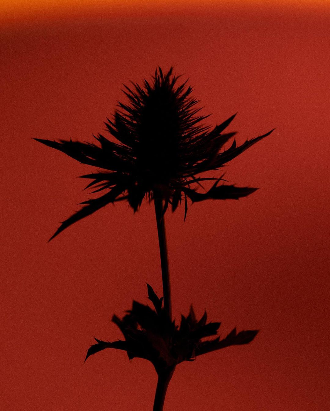 Silhouette of a spiky thistle-like plant set against a warm gradient background transitioning from orange to red. Nature photography.