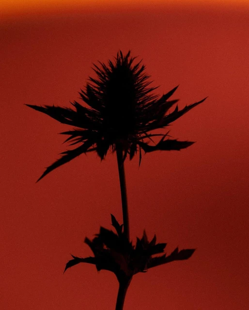 Silhouette of a spiky thistle-like plant set against a warm gradient background transitioning from orange to red. Nature photography.
