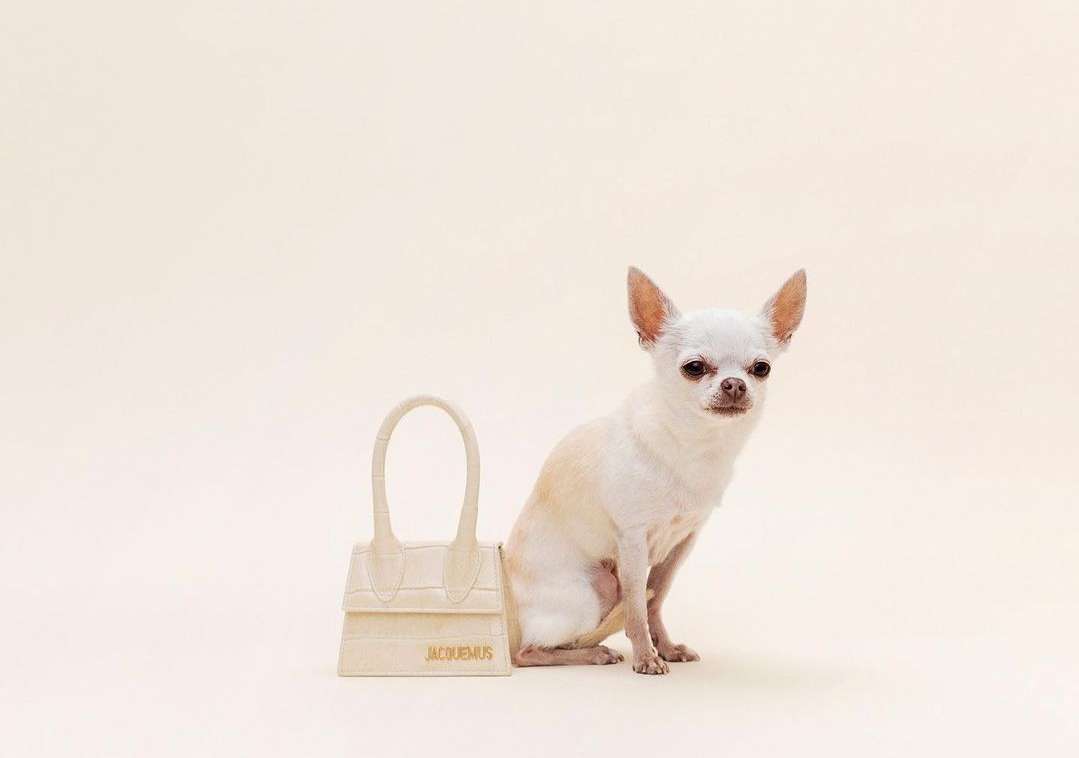 Small white chihuahua sits next to a miniature beige leather purse with gold logo lettering on a cream colored background.