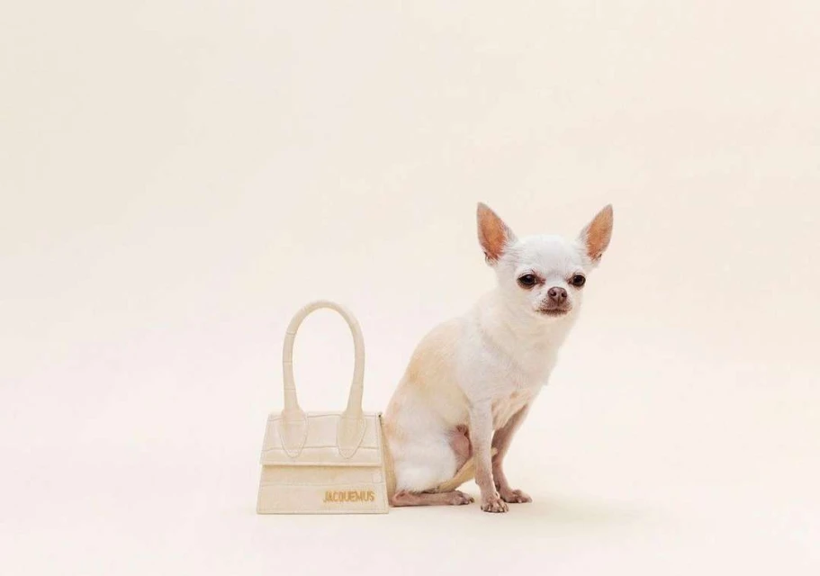 Small white chihuahua sits next to a miniature beige leather purse with gold logo lettering on a cream colored background.