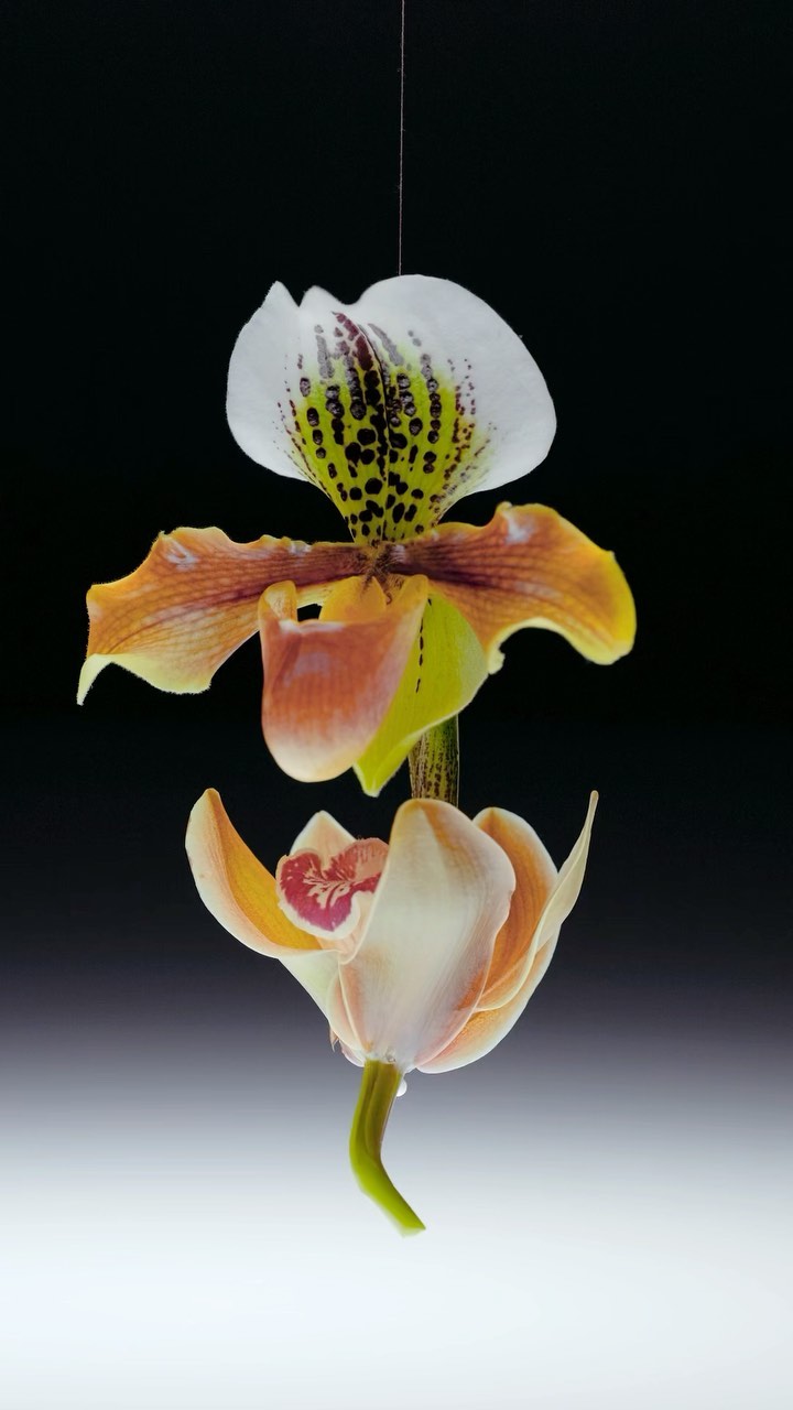 A vibrant orchid flower with white, peach, and yellow petals hangs suspended in the center of the frame against a dark background.
