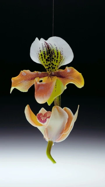 A vibrant orchid flower with white, peach, and yellow petals hangs suspended in the center of the frame against a dark background.
