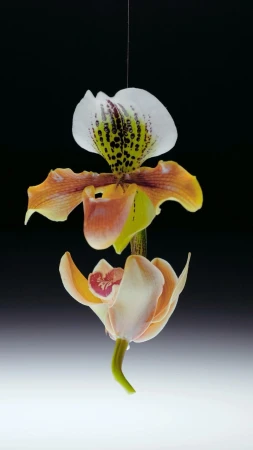 A vibrant orchid flower with white, peach, and yellow petals hangs suspended in the center of the frame against a dark background.