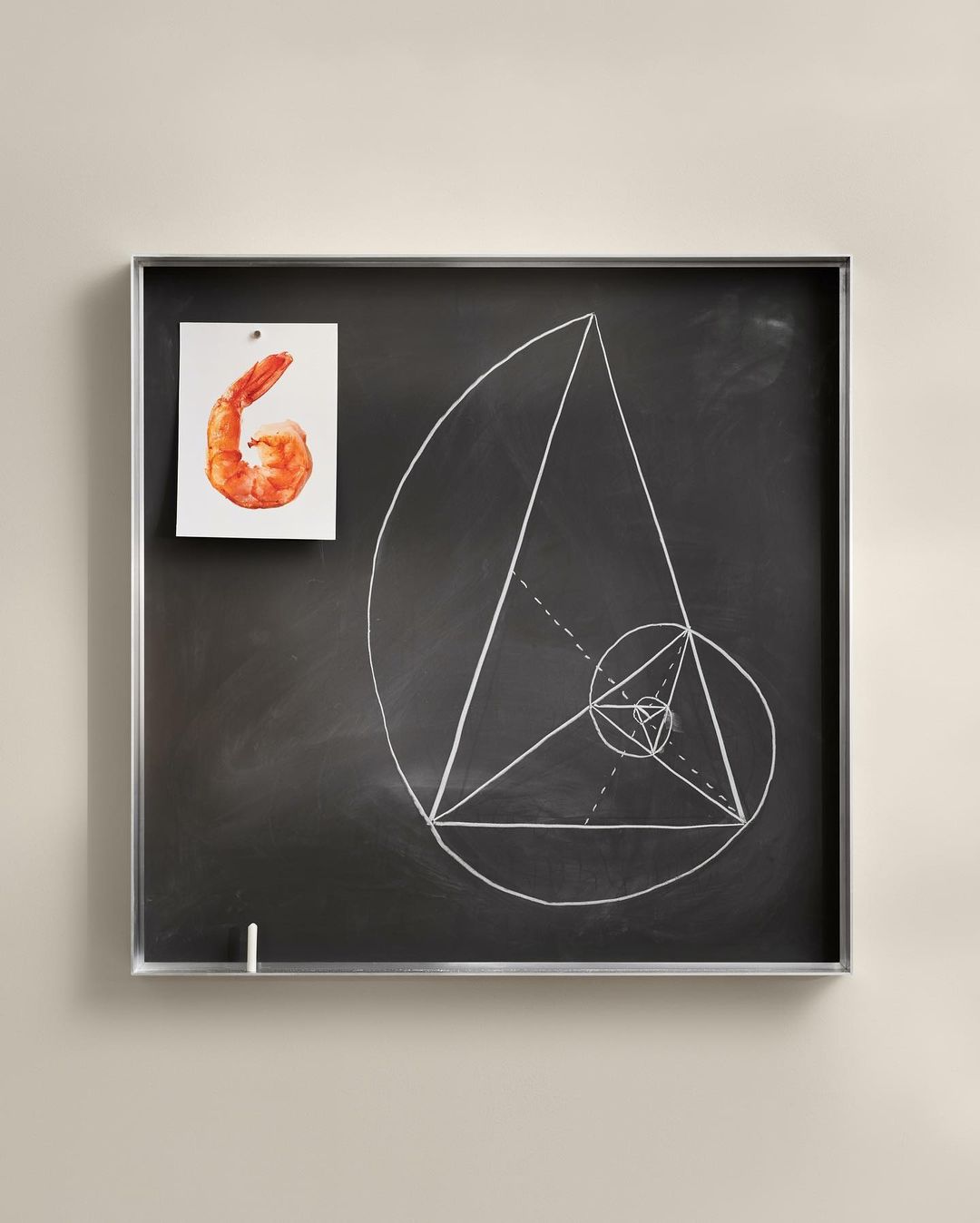 Shrimp photo tacked to chalkboard with mathematical diagram of golden ratio, in a still life that creates an interesting composition.