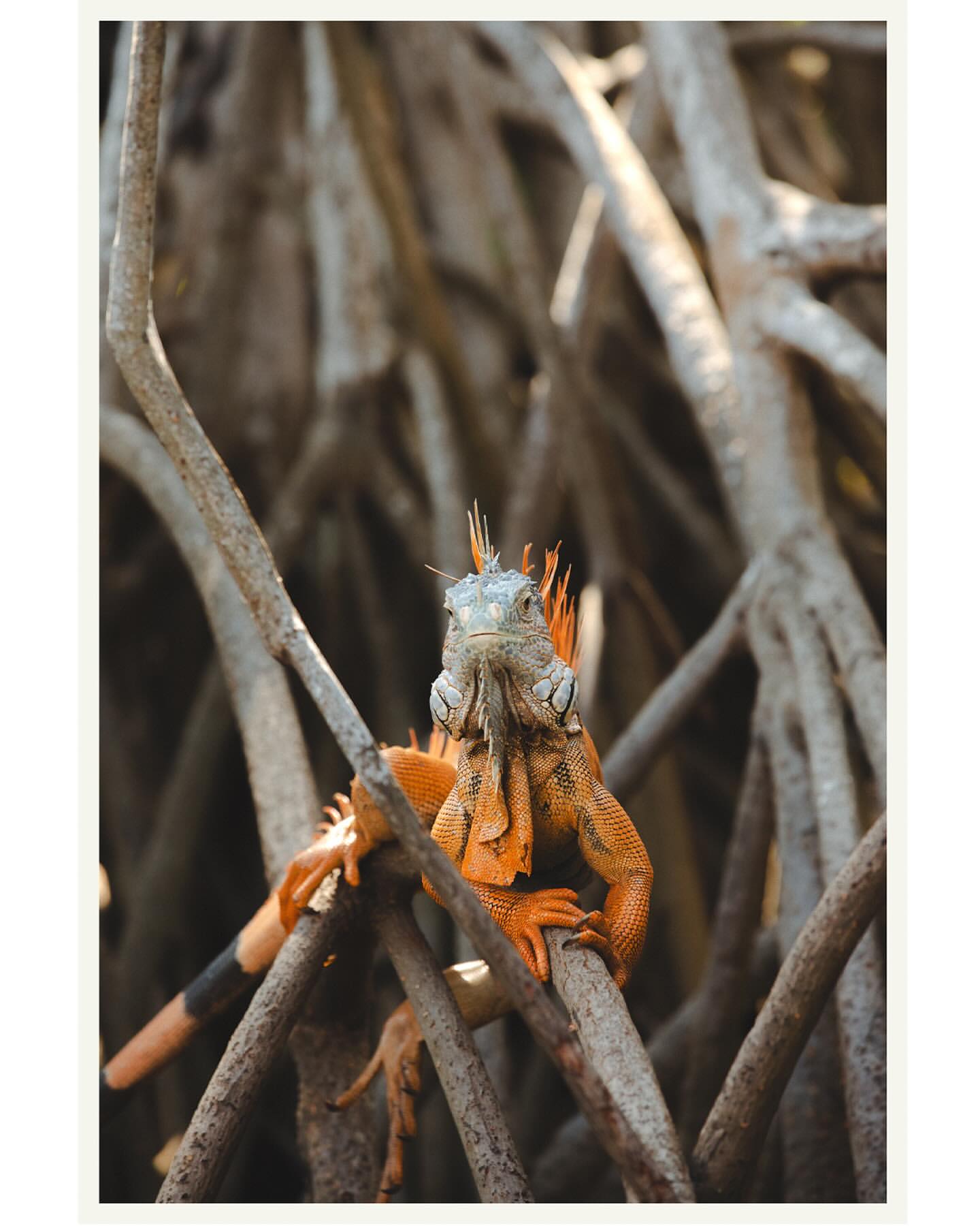 Close-up of an orange iguana perched on tree branches, looking directly at the camera in a natural outdoor setting with lush foliage.