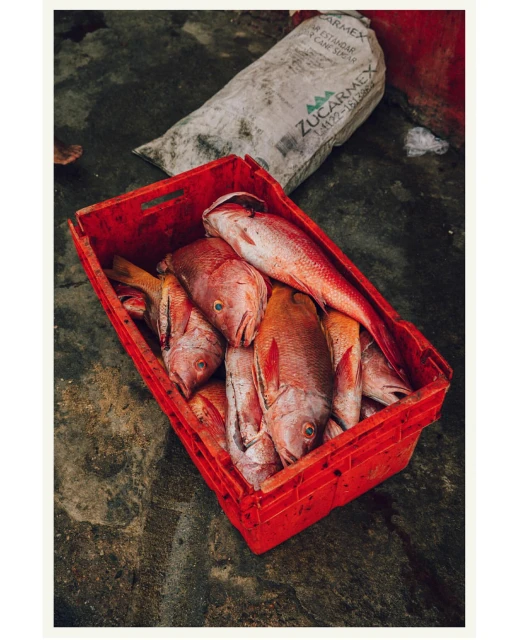 Red snapper fish in a red crate. The fish have red and orange hues and varying sizes. A white sack sits behind the crate.