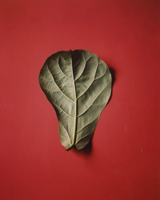 Top-down studio shot of a green leaf with defined veins set against a vibrant red background, emphasizing nature's detail in a minimalist style.