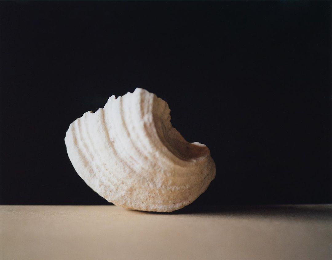Close-up studio shot of a textured white seashell against a dark background, highlighting its shape, form, and neutral color palette.