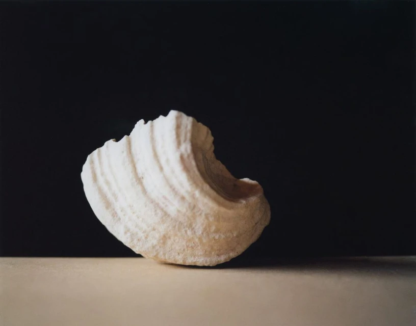 Close-up studio shot of a textured white seashell against a dark background, highlighting its shape, form, and neutral color palette.