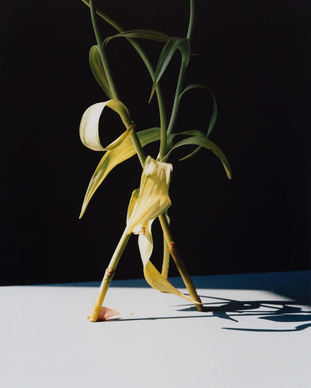 An abstract still life features two sprouting plant stems with green and yellow leaves against a contrasting black backdrop and soft white base.
