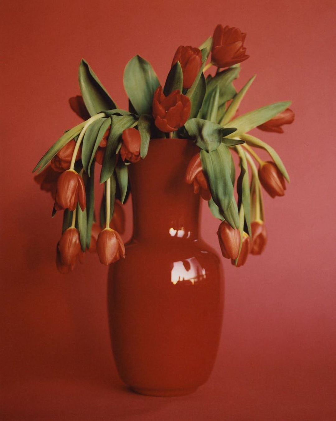 Red tulips arranged in a matching red vase against a red background. The tulips are the focal point, displaying a simple yet striking floral arrangement.