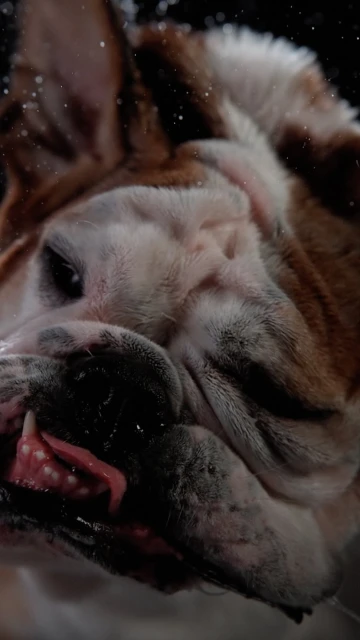 Close-up portrait of an English bulldog, showcasing its white and brown fur, wrinkly face, and teeth, against a dark background.