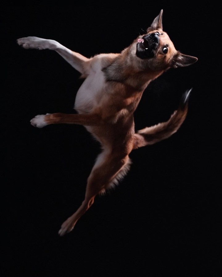 Tan and white dog leaping in the air with mouth open in front of black backdrop, captured in a dynamic, humorous pose.