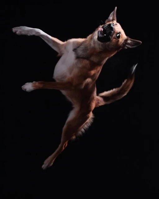 Tan and white dog leaping in the air with mouth open in front of black backdrop, captured in a dynamic, humorous pose.