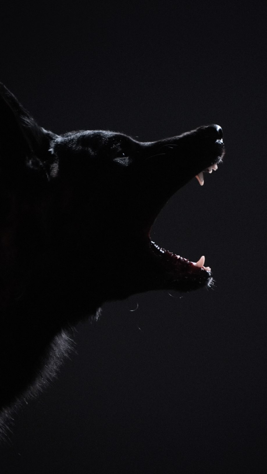Profile of a black dog barking with its mouth open, teeth showing, against a dark background in a studio shot.