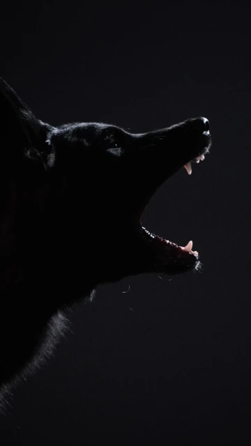 Profile of a black dog barking with its mouth open, teeth showing, against a dark background in a studio shot.