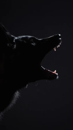 Profile of a black dog barking with its mouth open, teeth showing, against a dark background in a studio shot.
