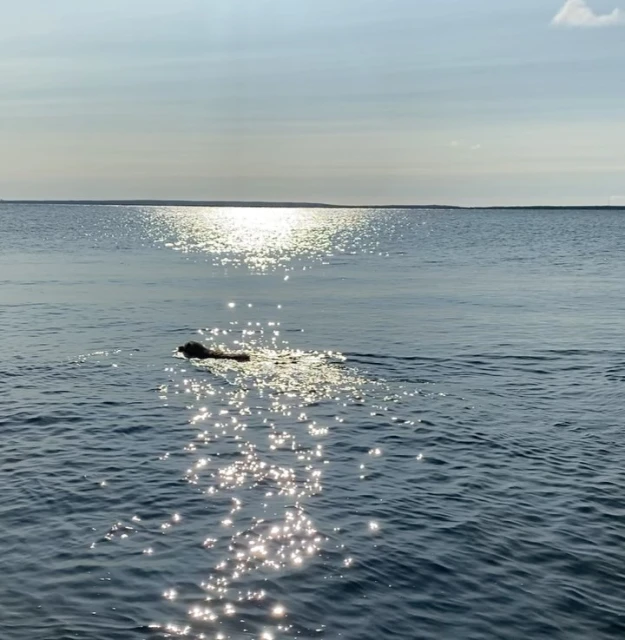 Dog swims in tranquil lake under a bright sky. Glistening water reflects sunlight in a serene outdoor scene with distant shoreline.