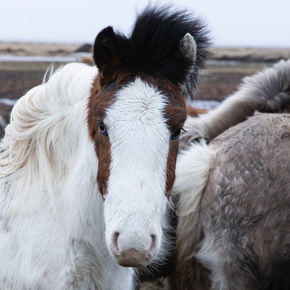 Close-up of a piebald horse standing in a field; the animal has brown and white markings, dark mane and forelock, and alert eyes.